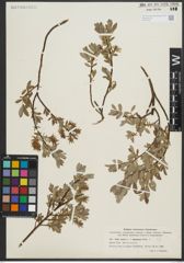 Foto von Salix repens L. x Salix starkeana Willd.
